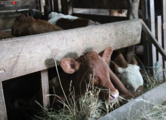 «Повыменно»: как ветсанэкспертиза усложняет жизнь ЛПХ и малым хозяйствам Алтайского края