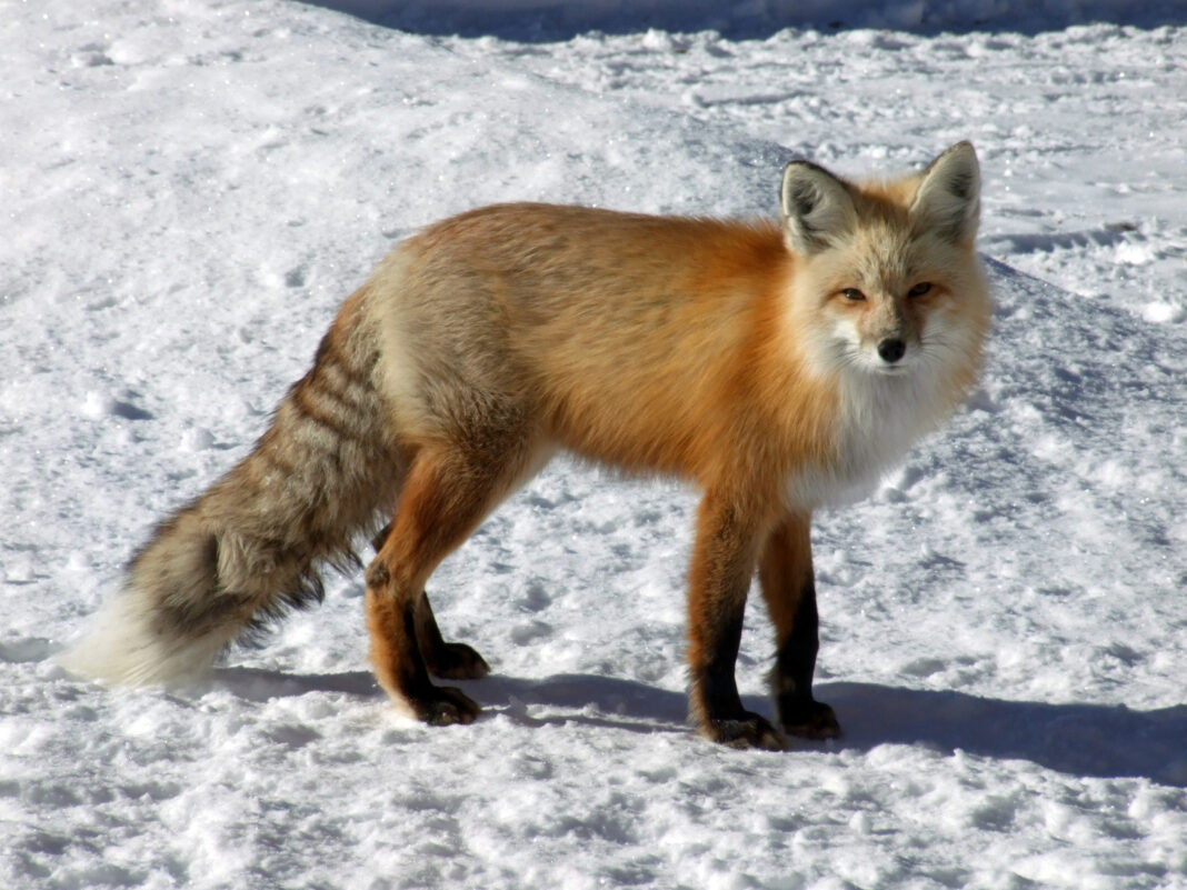 North_American_Red_Fox