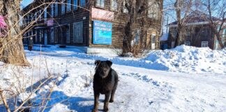 И снова Гайдадым? Камню-на-Оби выделят 516 тысяч рублей на собак