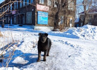 И снова Гайдадым? Камню-на-Оби выделят 516 тысяч рублей на собак