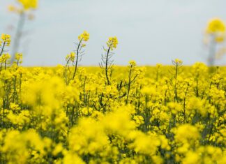 Обзор цен на основные сельхозкультуры на 22 января 2026 года