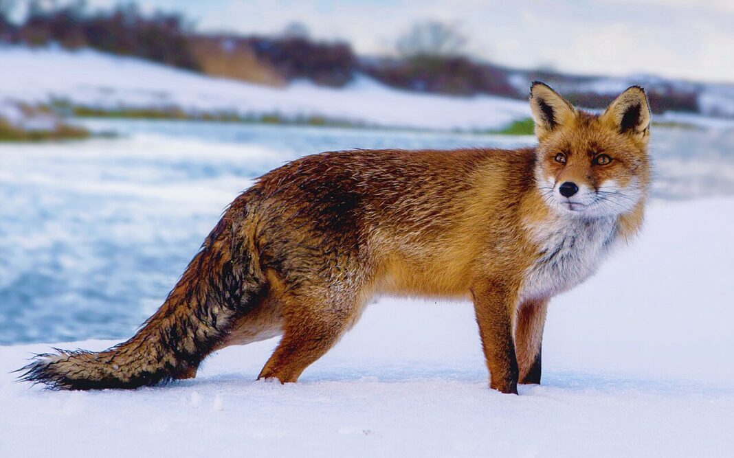 Fox_standing_in_the_snow_(cropped)