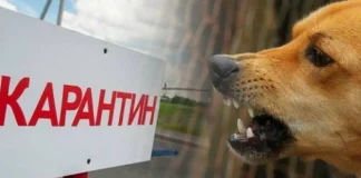 В Камне-на-Оби постановлением губернатора введен карантин по бешенству. Видео Вести Алтай
