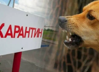 В Камне-на-Оби постановлением губернатора введен карантин по бешенству. Видео Вести Алтай