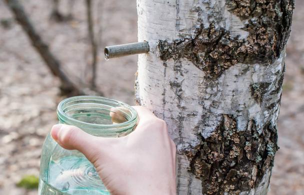 A man collects birch sap in the forest