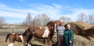 В Каменском районе с помощью соцконтракта семейная пара развивает домашнее хозяйство. Вести Алтай