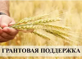 В Алтайском крае идет прием заявок от участников СВО на получение грантов для развития сельхозбизнеса