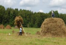 Воспоминания о покосе и заготовке сена жительницы Каменского района Людмилы Павловой
