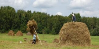 Воспоминания о покосе и заготовке сена жительницы Каменского района Людмилы Павловой