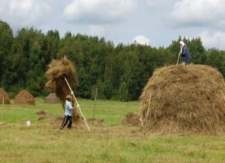 Воспоминания о покосе и заготовке сена жительницы Каменского района Людмилы Павловой